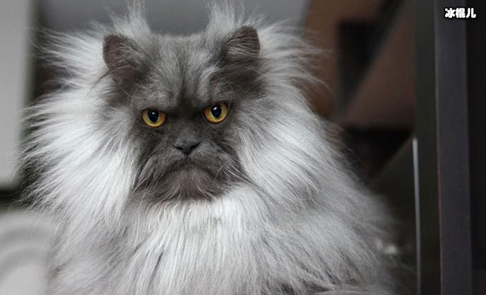 【红龙扑克】网红猫咪Juno因天生生气脸走红  猫咪照片被扒