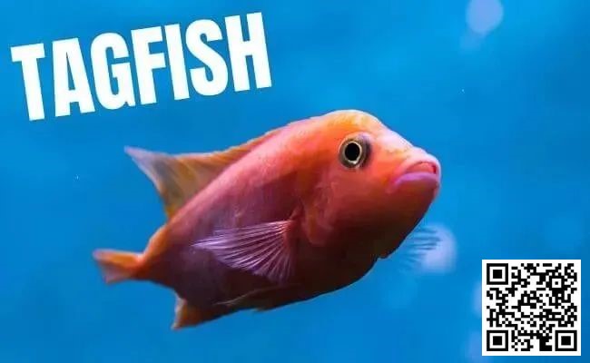 【红龙扑克】策略教学：你是一条紧凶的“鱼”吗？对照这7点看看